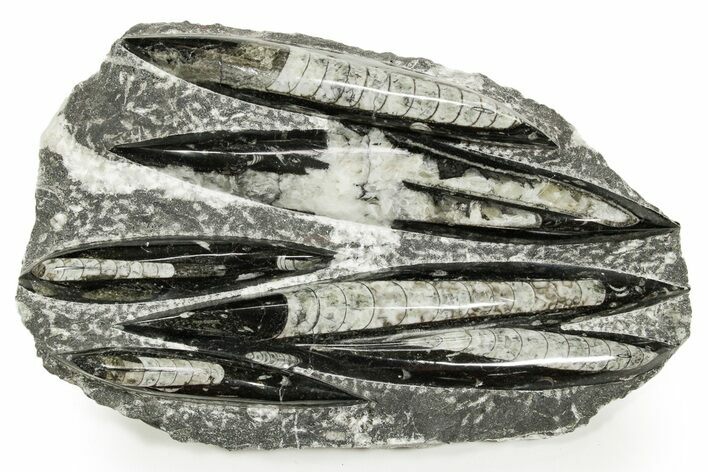 Polished Fossil Orthoceras (Cephalopod) Plate - Morocco #359664